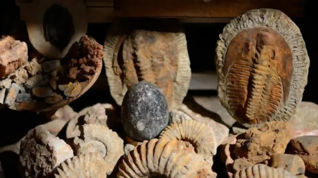 2 days fossil tour in Merzouga