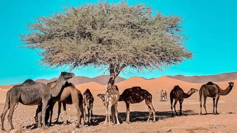 Desert camp in Ouzina on the 2 days jeep tour in Merzouga